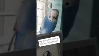 Talking Budgie with cute english accent- Little Bro loves to talk 🐦💙