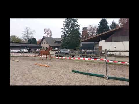 sehr schicker, im Bluttyp stehender Wallach von Bon Vivaldi NRW - Prinzenadel 2023