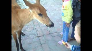 preview picture of video 'Trinidad Beni Bolivia paseando'