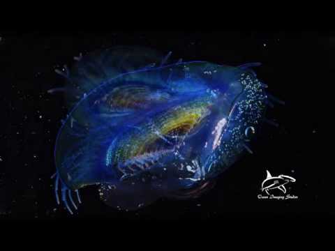 Velella velella