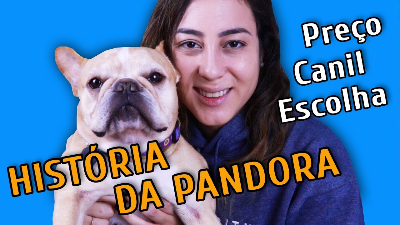 POR QUE COMPREI UM BULLDOG?
