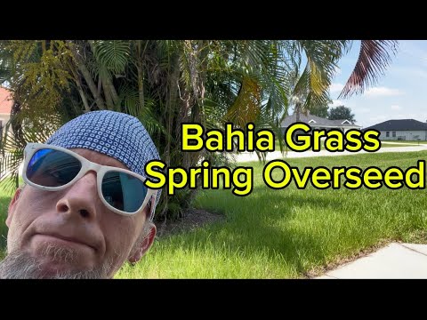 Bahia Grass Spring Overseed.                         #lawn #bahiagrass #diylawncare #lawncare