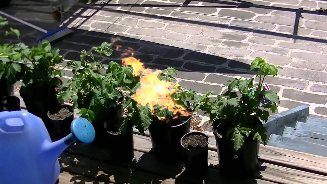 My New Plants