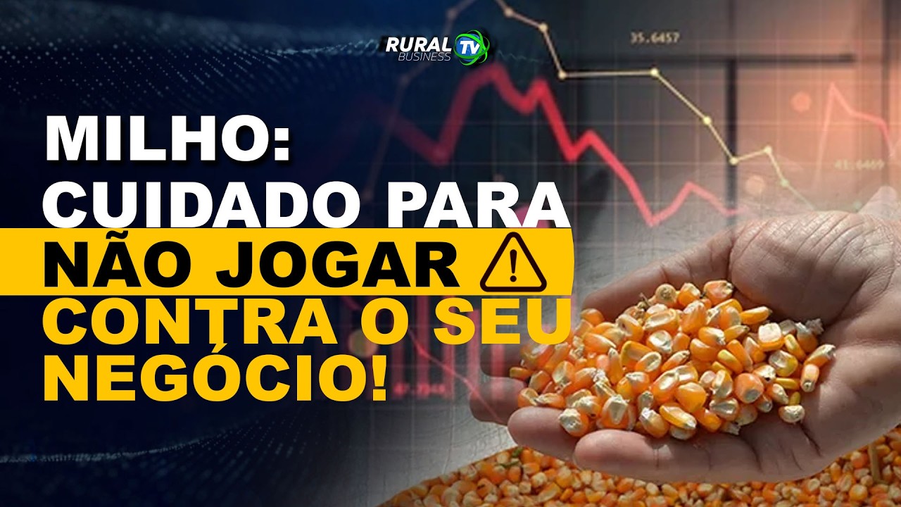 MILHO: CUIDADO PARA NÃO JOGAR CONTRA O SEU NEGÓCIO!