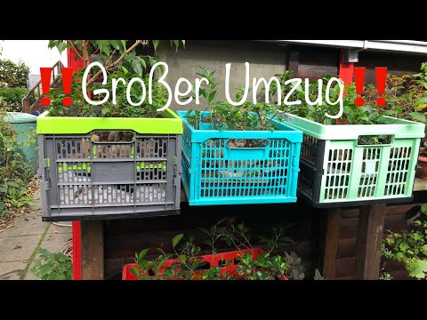 Ende des Sommerurlaubes für die Indoor Bonsais😉Bonsai oder Kleinholz 2023-31