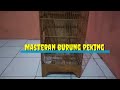 Masteran Burung Peking Mendengar Suara Ini Pasti Langsung Bunyi