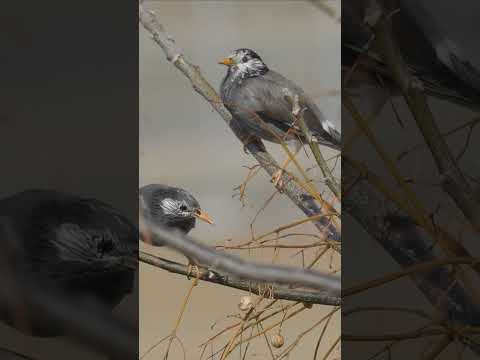 ムクドリを怖がらせるものは何ですか？鳥の餌台や庭から永遠に追い払うための 4 つのヒント  庭園