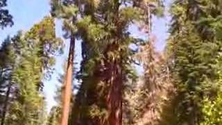 preview picture of video 'Grants Grove, Kings Canyon National Park, the Sierras'