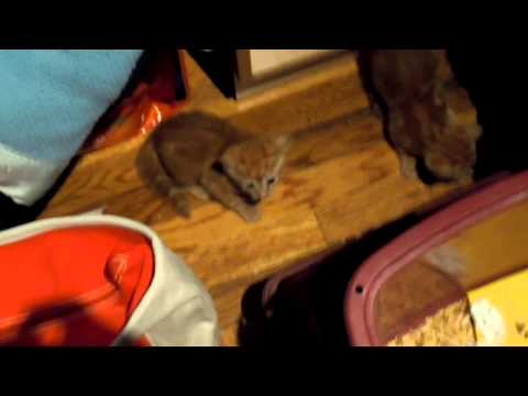 Kittens - Beware the Vacuum