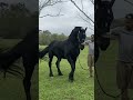 Breeding Walk Friesian Stallion Breeding Horses Zervaszer Best Dreamhorse