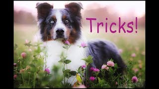 Amazing dog tricks, Australian shepherd Loke (Lp1 Kalote's Spark) Clicker training