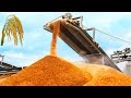 How Tons Of Rice Harvested Processed Modern Rice Agriculture Technology