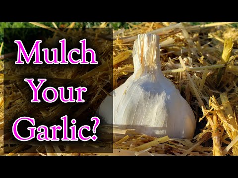 How To Grow Garlic Indoors Anytime Anywhere