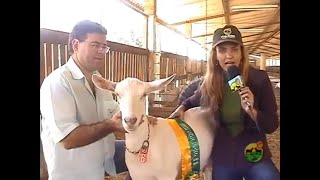 Feeding high-producing dairy goats