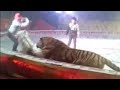 You Won T Believe What Happened During This Tiger Act