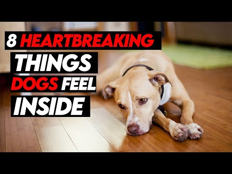 8 Heartbreaking Things Dogs Feel That You Don't Realize...