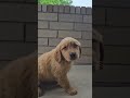 Golden Retriever dogs for sale: Rambo - Video 1