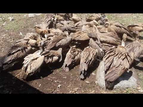 Vultures feeding on carcass at Vulture restaurant, Ghachowk Nepal