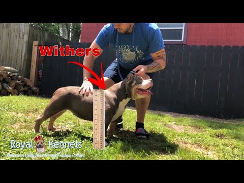 YouTube video about: How to measure a dog's height?