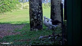 Laysan Albatross Copulation – Feb. 21, 2017