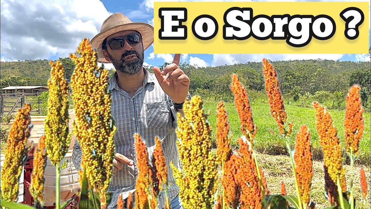 SORGO FORRAGEIRO PARA SILAGEM VANTAGENS E DESVANTAGENS | PORQUE NÃO PLANTEI AINDA ?