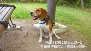 preview picture of video 'ビーグル犬ビリーと行く　上野森林公園（三重県伊賀市）'