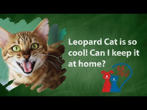 Ask the Vet: Leopard Cat is so cool! Can I keep it at home?