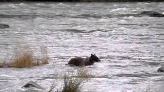 preview picture of video 'Oso grizzly en el río Chilkoot, Haines, Alaska, Estados Unidos'