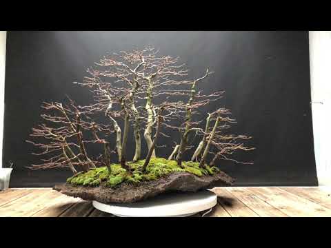Carpinus Betulus Forest Bonsai
