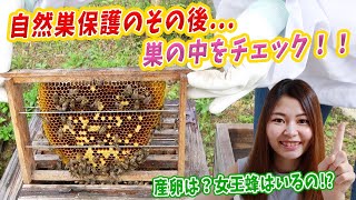 ミツバチを守ろう！お墓の中から保護したニホンミツバチの内見してみた！