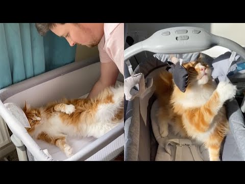 Cat Acts Like Baby When Put Into Crib