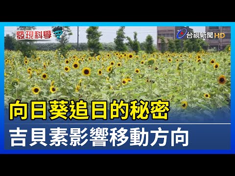 向日葵追日的秘密 吉貝素影響移動方向【發現科學】