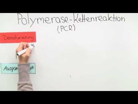 PCR - Methode | Biologie | Genetik