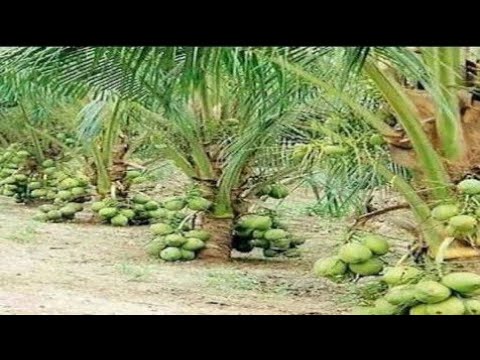 Wow Amazing Coconut Tree Fruits 🌴Amazing New Agriculture Technology / Amazing factory coconut