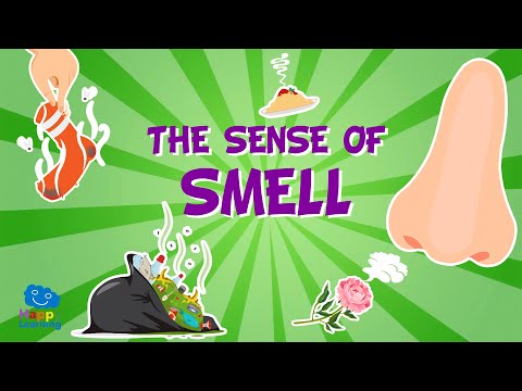 Five Senses: The Sense of Smell | Educational Videos for Kids