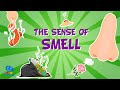 Five Senses The Sense Of Smell Educational Videos For Kids