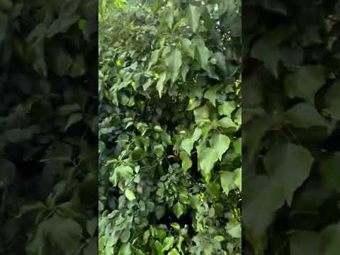 Tour of Three Gates Road Cowes