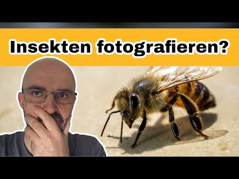 Insekten fotografieren mit dem Makro / 7 Tipps für gute Makrofotos