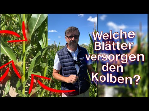 Frag Dr. Schröder - Welches Blatt versorgt den Kolben?