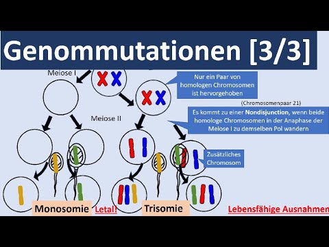 Genome mutations [3/3] - Polyplody, aneuploidy, autosomal + gonosomal genome mutations [Genetics]