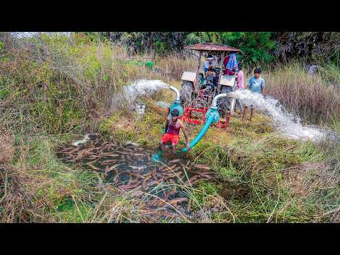 Amazing Snakehead Murrel Fish Catching and Cooking in Beautiful Village