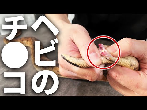 【驚愕】ヘビのチ●コ見せます｜ボールパイソン | ボールパイソン専門店 DEU Reptiles