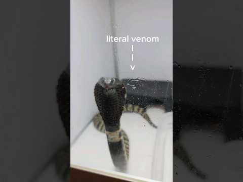NEVER buy a venomous snake! #reptiles #venomoussnakes #cobra #gaboonviper #pets