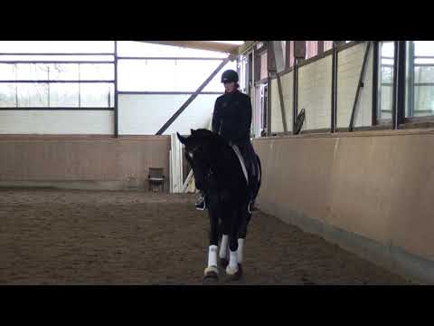 For sale: 4y old mare by Fürsten-Look