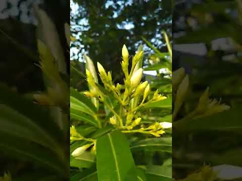 キョウチクトウの世話：キョウチクトウの開花を引き起こし、それを持続させるにはどうすればよいですか？  庭園