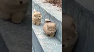 Download lagu Ini kucing apa anjing #kucing #anjing #lucu #funny mp3 Download lagu Ini kucing apa anjing #kucing #anjing #lucu #funny mp3