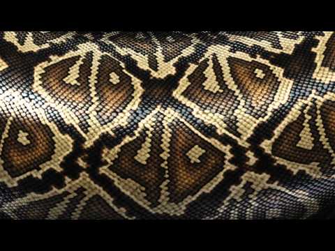 Dr Bloodnugget - Camouflage [HD]