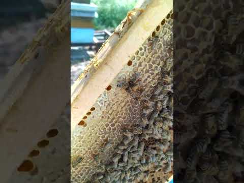 Skidanje propolisa