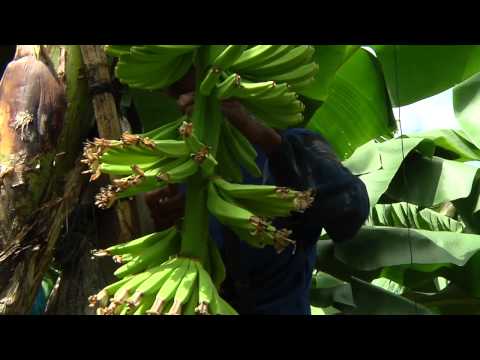 DOLE - Banana Development & Care