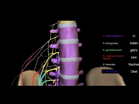 Untere Extremität - Plexus lumbalis - 3D